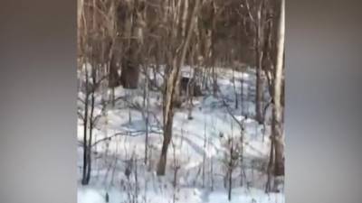 Водитель в Приморье снял на видео редких амурских тигров