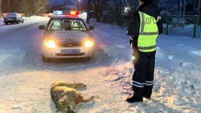 В Архангельске возле детского сада полицейские застрелили волка