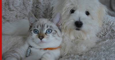 Кошек и собак проверят на коронавирус в Сеуле