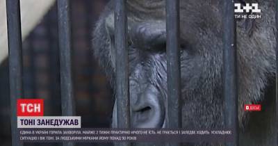В зоопарке Киева заболела знаменитая горилла Тони: как спасают его жизнь