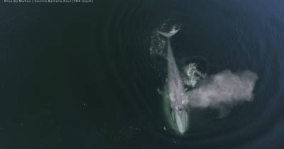 Ученые рассказали, как синие киты спасаются от морских судов (видео)