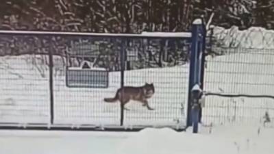 В Коми заяц спасся от волка в аэропорту