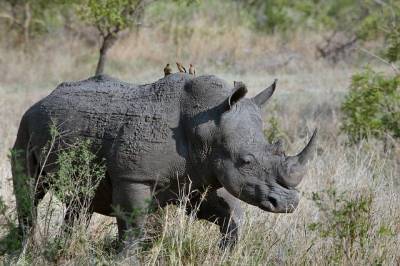 На Филиппинах нашли кости носорога возрастом 700 тыс. лет - ecosever.ru - Филиппины