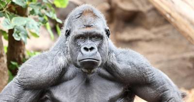 Единственная горилла на Украине заболела и отказывается от еды