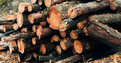 Канал контрабанды леса на 300 млн рублей перекрыли в Приморье