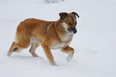 В Комсомольске прокуратура проверит факт отстрела собак