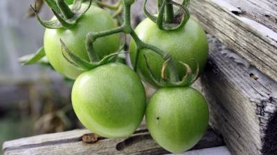 Россия отменила запрет на импорт томатов для пяти предприятий Казахстана