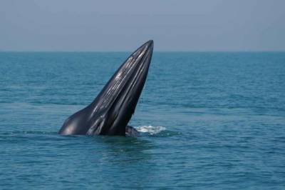 В Мексиканском заливе обнаружили новый вид усатых китов - zik.ua - США