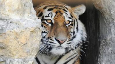 Жизнь "президентских" тигров запечатлели на видео в ЕАО