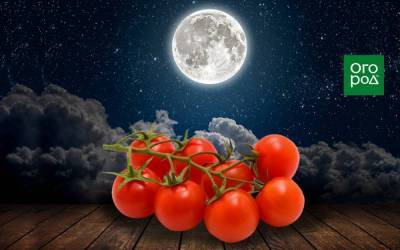 Выращивание томатов по Лунному календарю в 2021 году