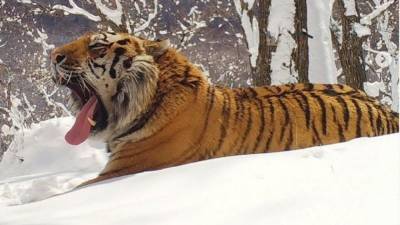 Президентские тигры впервые за долгое время попались в фотоловушки