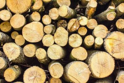 Лесная контрабанда: карельский лес незаконно «сплавляли» в Финляндию
