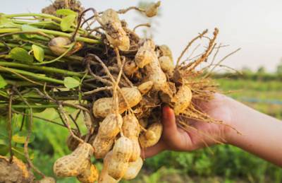 Изменение климата заставляет переводить арахис на полив
