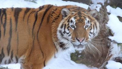 Зоологи впервые за долгое время сняли на видео "президентских" тигров