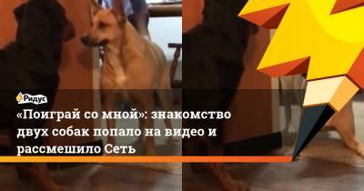 «Поиграй со мной»: знакомство двух собак попало на видео и рассмешило Сеть