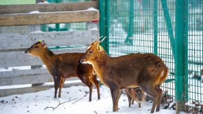 В харьковском экопарке родился лающий олененок: милые фото