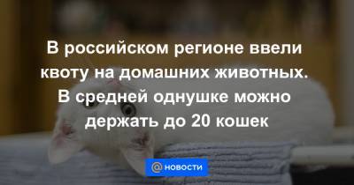 В российском регионе ввели квоту на домашних животных. В средней однушке можно держать до 20 кошек