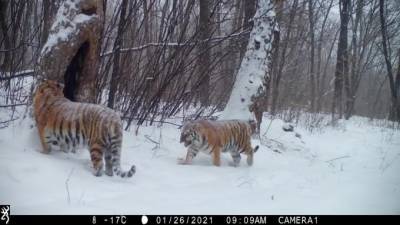 Фотоловушки в заказниках ЕАО запечатлели жизнь "президентских" тигров