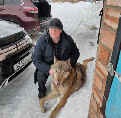 В Сосногорске водитель авто сбил волка