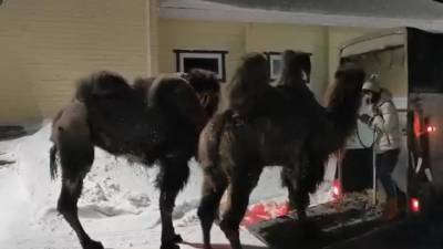 Голодные и холодные: верблюдицам из воронежского цирка нашли новый дом