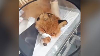 В Санкт-Петербурге дикого лиса вытащили из капкана.