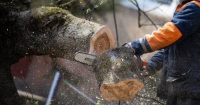В Калининграде ради "Дома гламура и жадности" вырубят 33 дерева