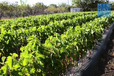 В Дагестане создадут специализированный питомник по производству виноградных саженцев