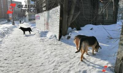 В столице Ямала собаки напали на мать с ребенком на глазах у мэра