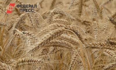 Эксперты раскритиковали новую пошлину на экспорт пшеницы: «Хлеб станет еще дороже»