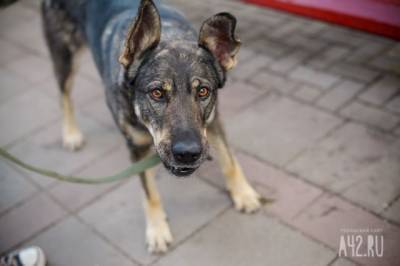 Парламент Кузбасса предложил штрафовать владельцев собак за нападение их питомцев на людей