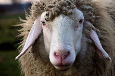 На Дону приступили к выведению новой мясной породы овец