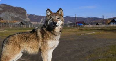 В ГБАО волки стали чаще нападать на домашние хозяйства