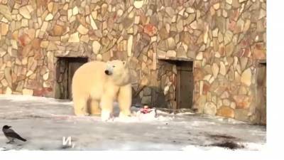В Ленинградском зоопарке для медведицы Хаарчааны приготовили торт - piter.tv