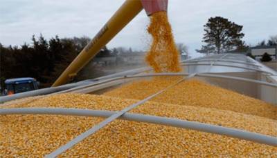 Украина может получить рекордную выручку от экспорта зерна при меньших поставках - эксперт