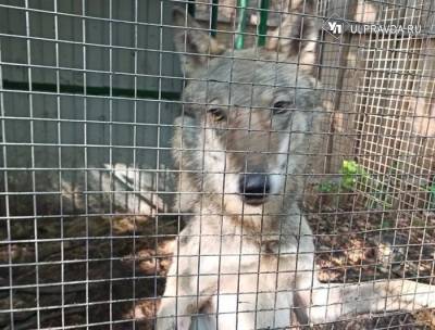 «Продали все, что могли!» Сбежавший «волк» и другие звери из Центра реабилитации в Ульяновске нуждаются в помощи
