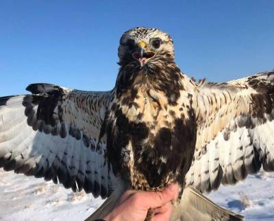 Зима помогла орнитологам Литвы