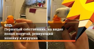 Пернатый собственник: на видео попал попугай, ревнующий хозяйку к игрушке