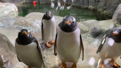 Необычную игру для пингвинов придумали в Московском зоопарке.
