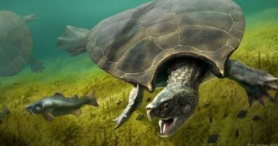 У черепах "мрачное будущее" из-за повышение уровня мирового океана, – ученые