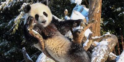 В Бельгии тоже снежно. И панды из местного зоопарка этому радуются фоторепортаж