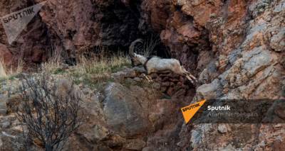 Полиция Армении возбудила дело по факту убийства безоарового козла