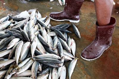 На Дальнем Востоке хотят расширить систему рыбных квот в обмен на инвестиции