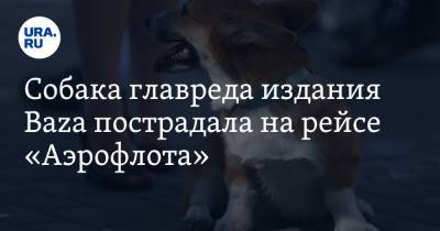 Собака главреда издания Baza пострадала на рейсе «Аэрофлота»