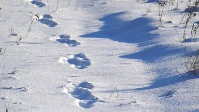 Вмерзшее в лед тело художницы нашли на форелевой ферме в Ленобласти