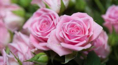 Розы в саду: сложно ли выращивать королеву цветов