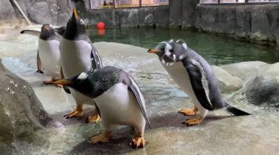 Пингвины устроили пенную вечеринку и развеселили сеть - видео