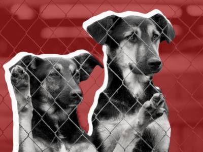 Собачье (не)счастье: как изменилась жизнь животных в приютах на карантине