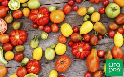 10 самых урожайных сортов томатов