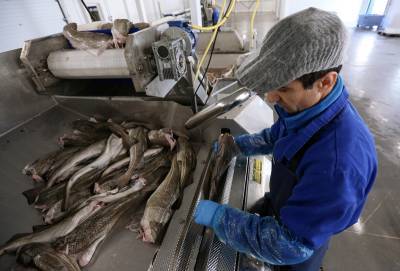 На Дальнем Востоке решают, как не зависеть от экспорта рыбы в Китай