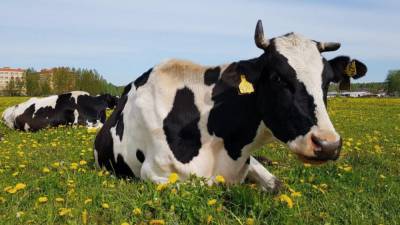 Facebook сочла фотографию с коровами слишком сексуальной и запретила ее